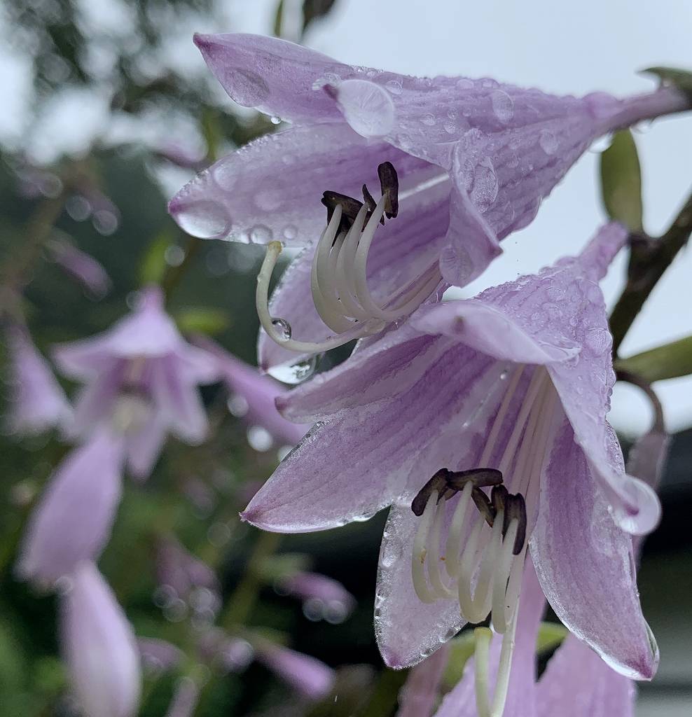 コバギボウシ：薄い赤紫色の花 ／ Hosta sieboldii - Pale purple flowers