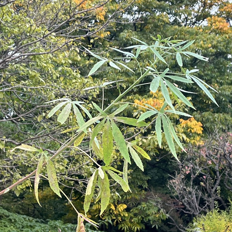 ケナフ：茎と葉 ／ Kenaf - Stem and leaves