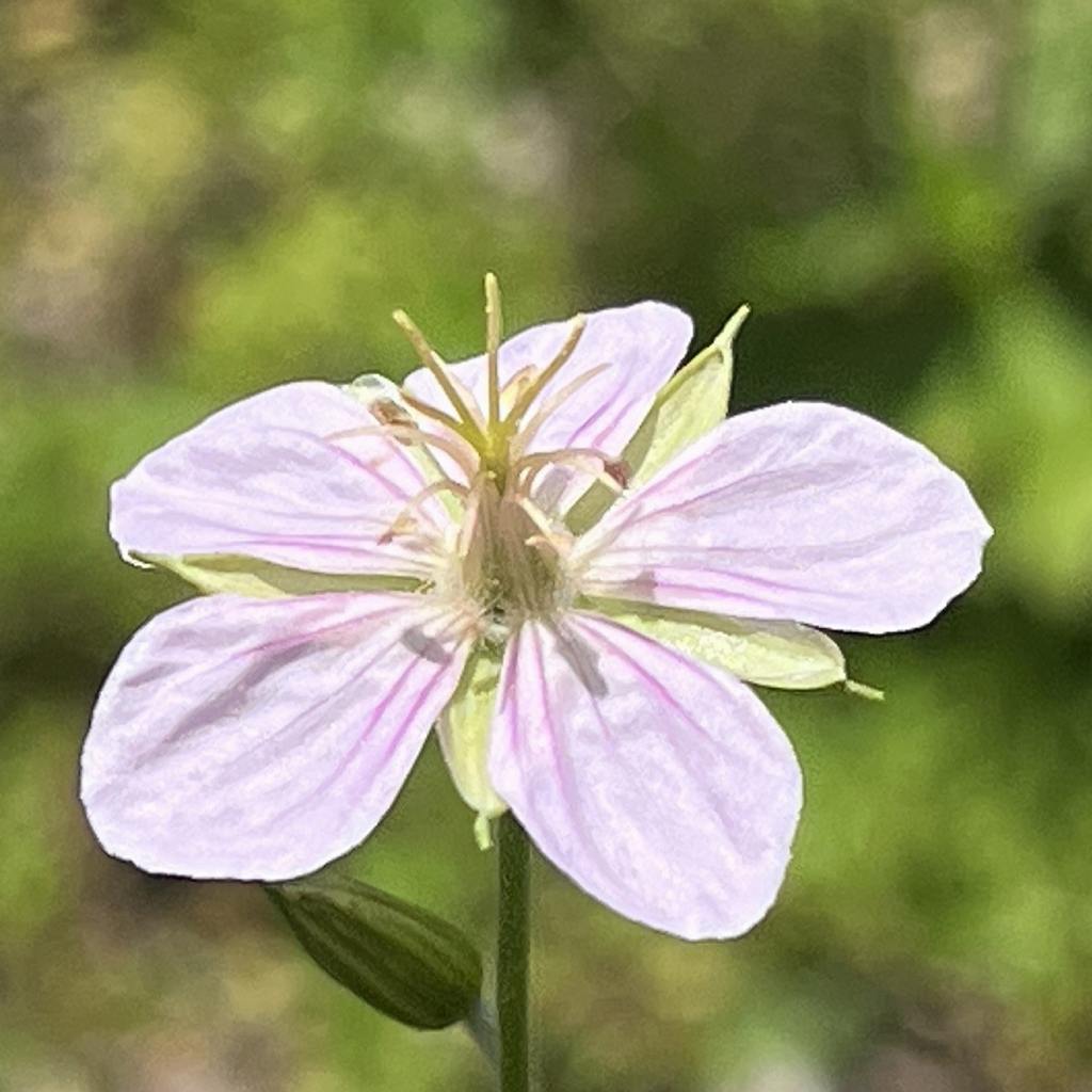 タチフウロ：淡い紫色の花を横から ／ Geranium krameri - Pale purple flower from the side