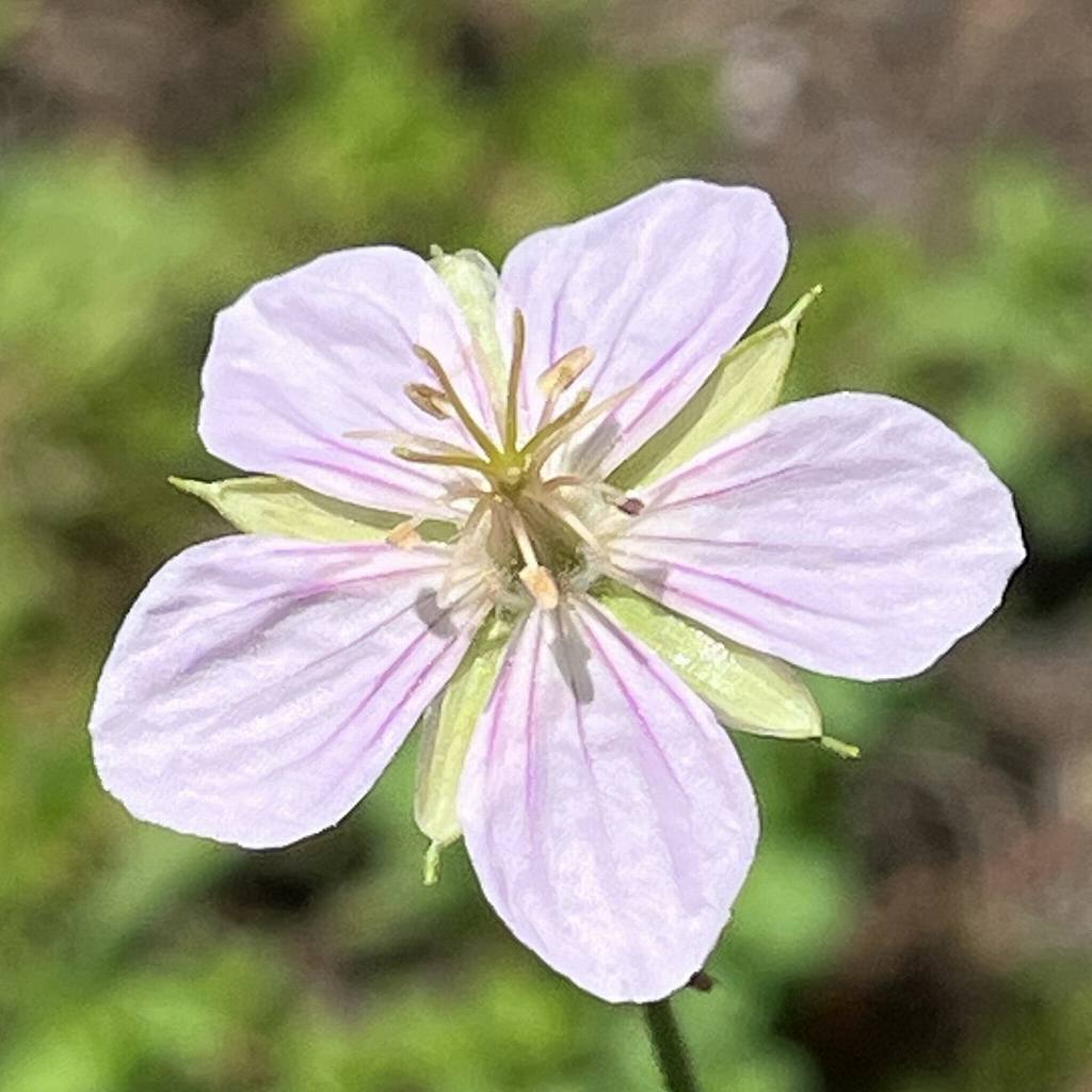 タチフウロ：淡い紫色の花を斜めから ／ Geranium krameri - Pale purple flower from an angle