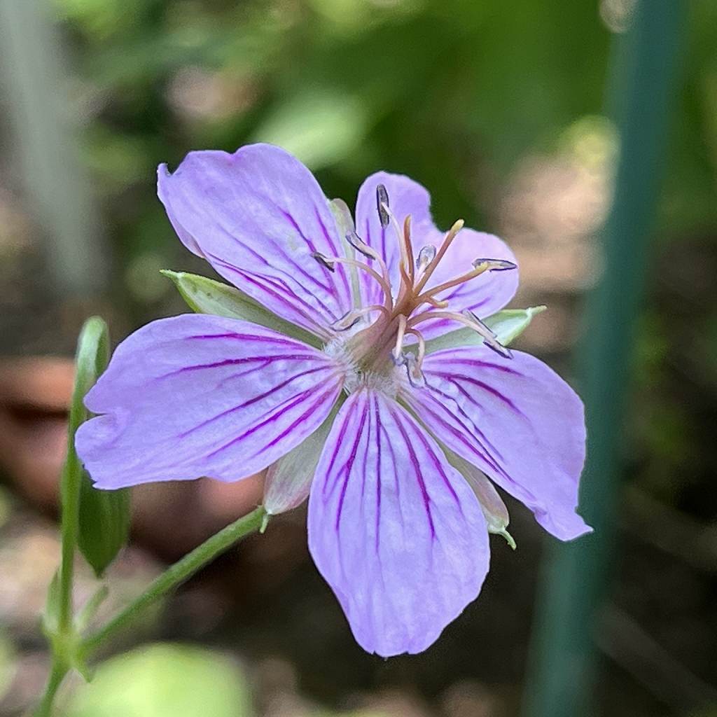 タチフウロ：濃い紫色の花を横から ／ Geranium krameri - Dark purple flower from the side