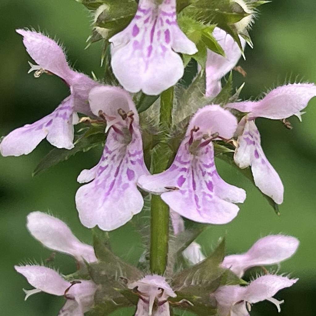 イヌゴマ：小花 ／ Stachys aspera - Small flowers