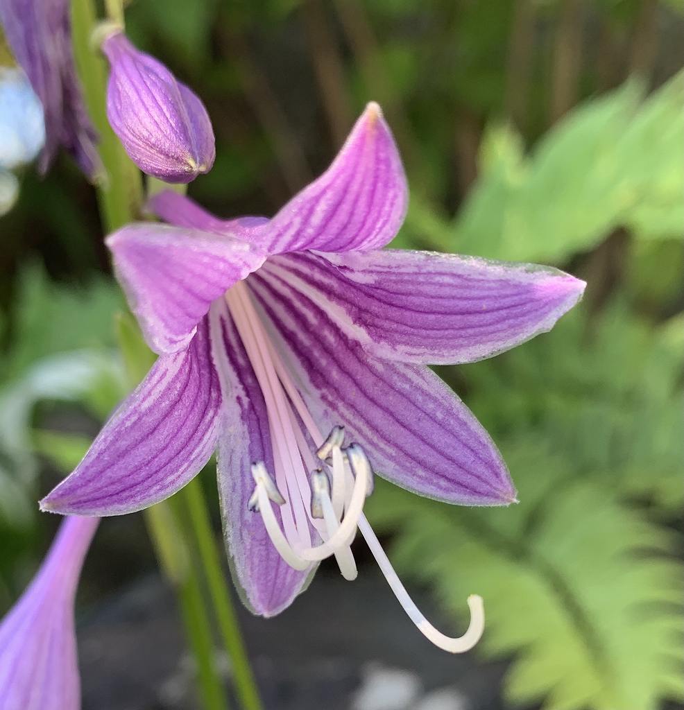 コバギボウシ / Hosta sieboldii