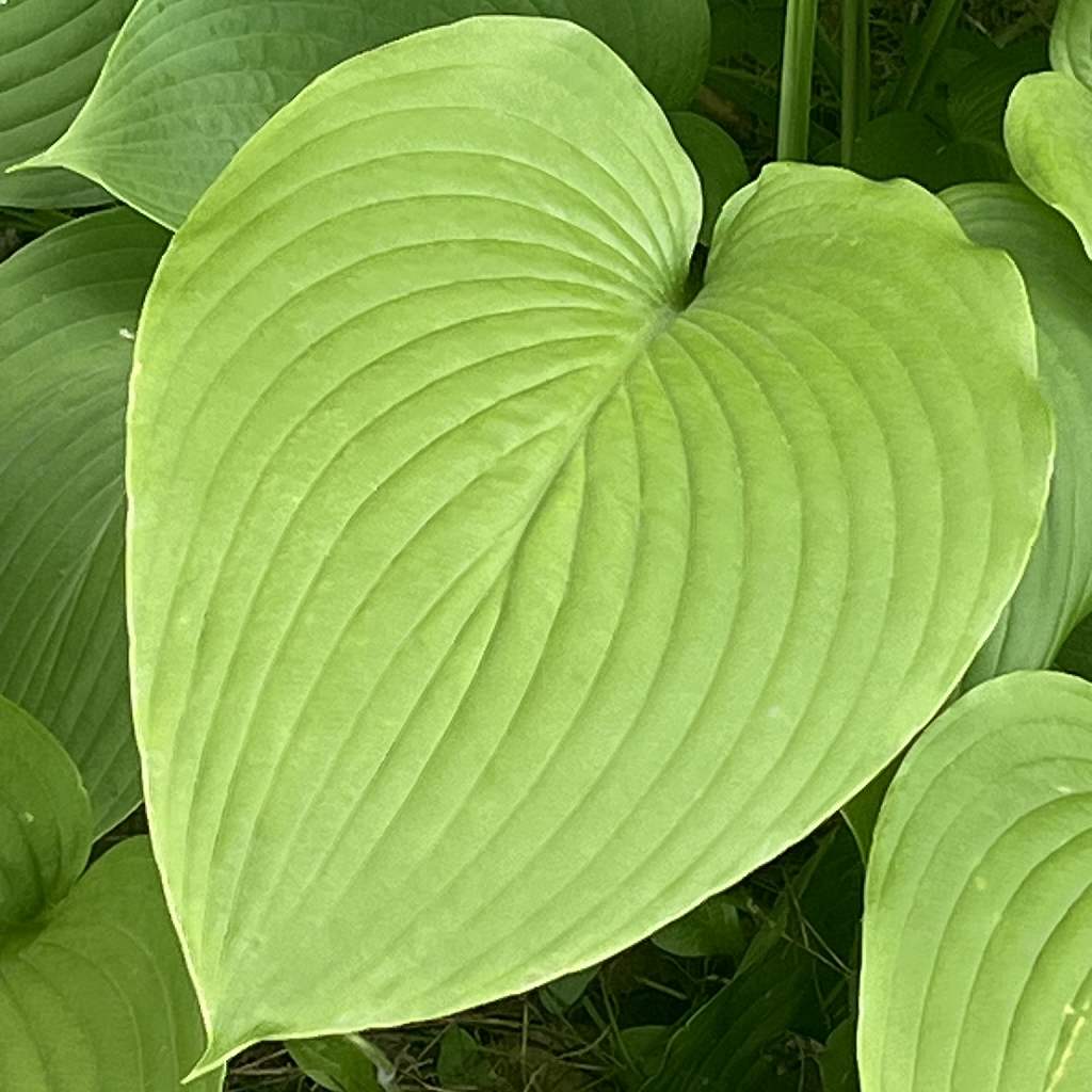 オオバギボウシ：葉 ／ Hosta sieboldiana - Leaf