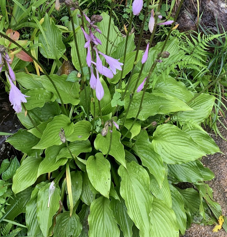 コバギボウシ：葉 ／ Hosta sieboldii - Leaves