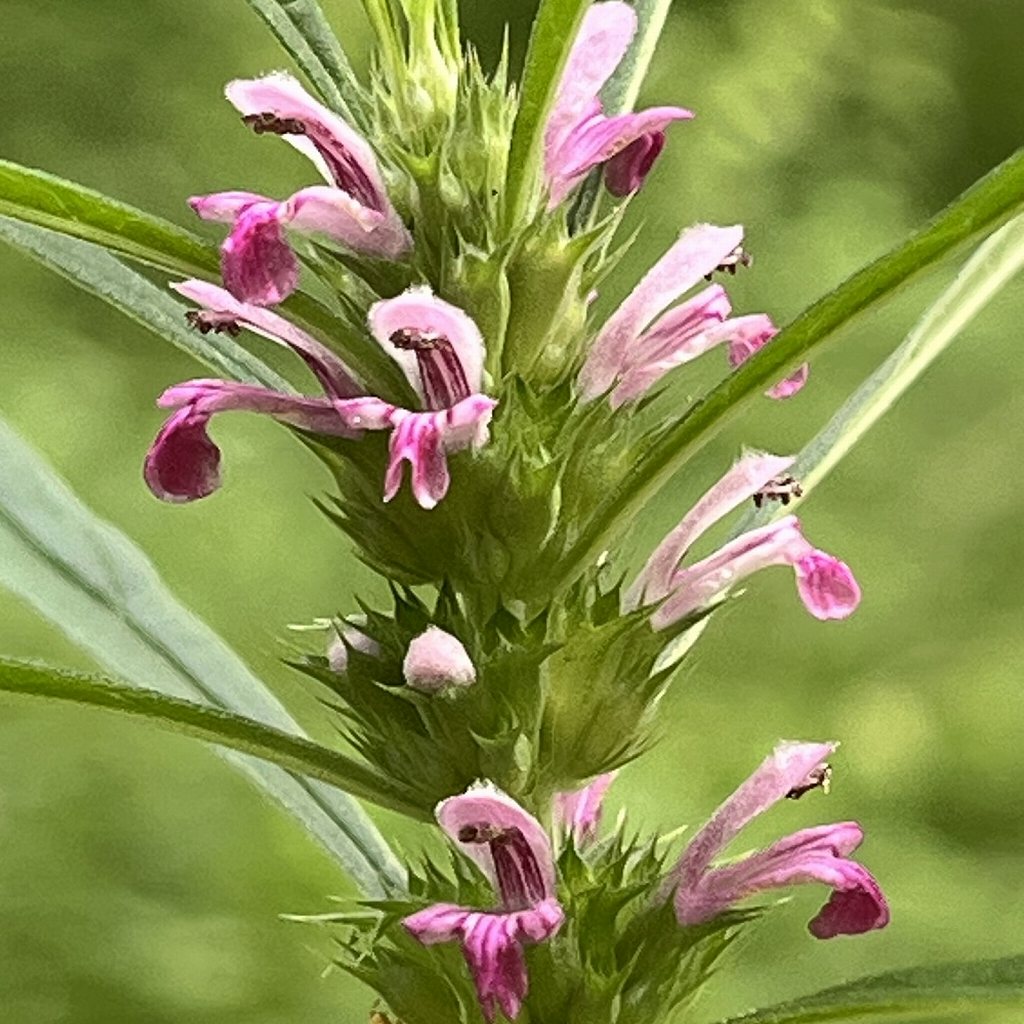 メハジキ / Chinese Motherwort