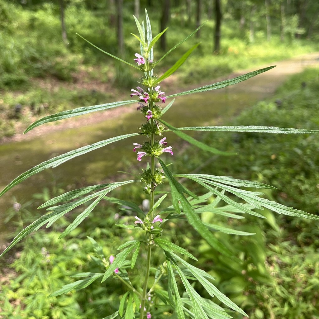 メハジキ：花と上方の茎生葉 ／ Chinese Motherwort - Flowers and upper stem leaves