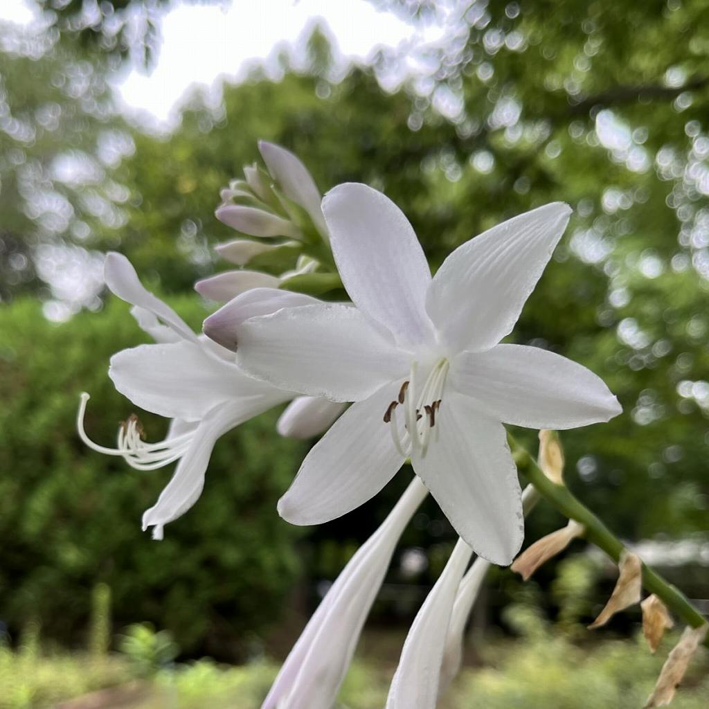 コバギボウシ：白色の花 ／ Hosta sieboldii - White flower