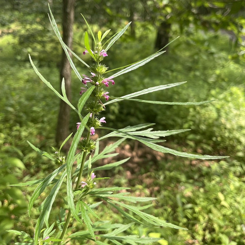 メハジキ：花を遠くから ／ Chinese Motherwort - Flowers from a distance