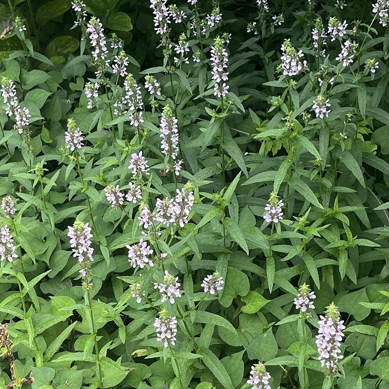 イヌゴマ：群生 ／ Stachys aspera - Cluster