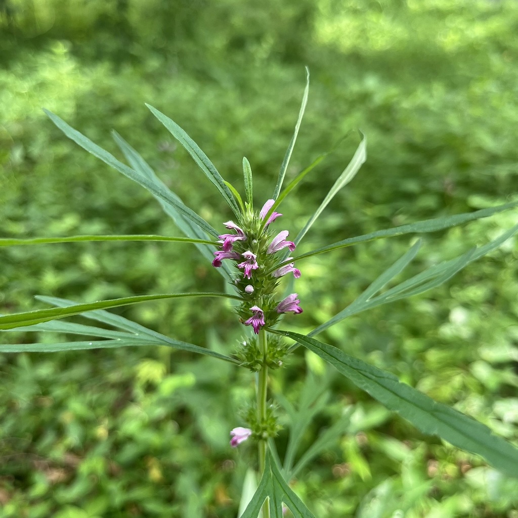 メハジキ：花 ／ Chinese Motherwort - Flowers