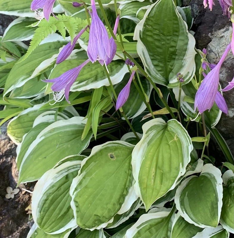 コバギボウシ：斑入りの葉 ／ Hosta sieboldii - Variegated leaves