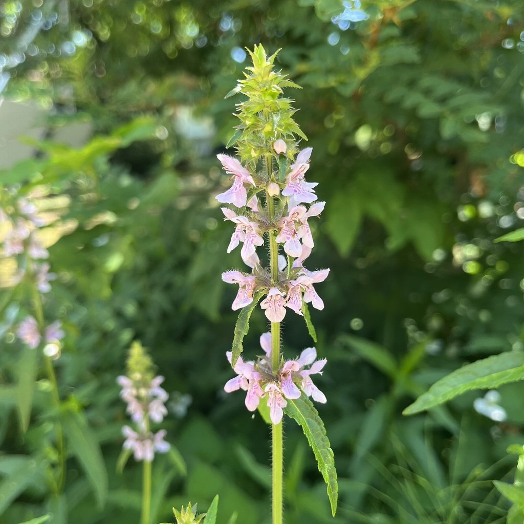 イヌゴマ：花穂 ／ Stachys aspera - Flower spike