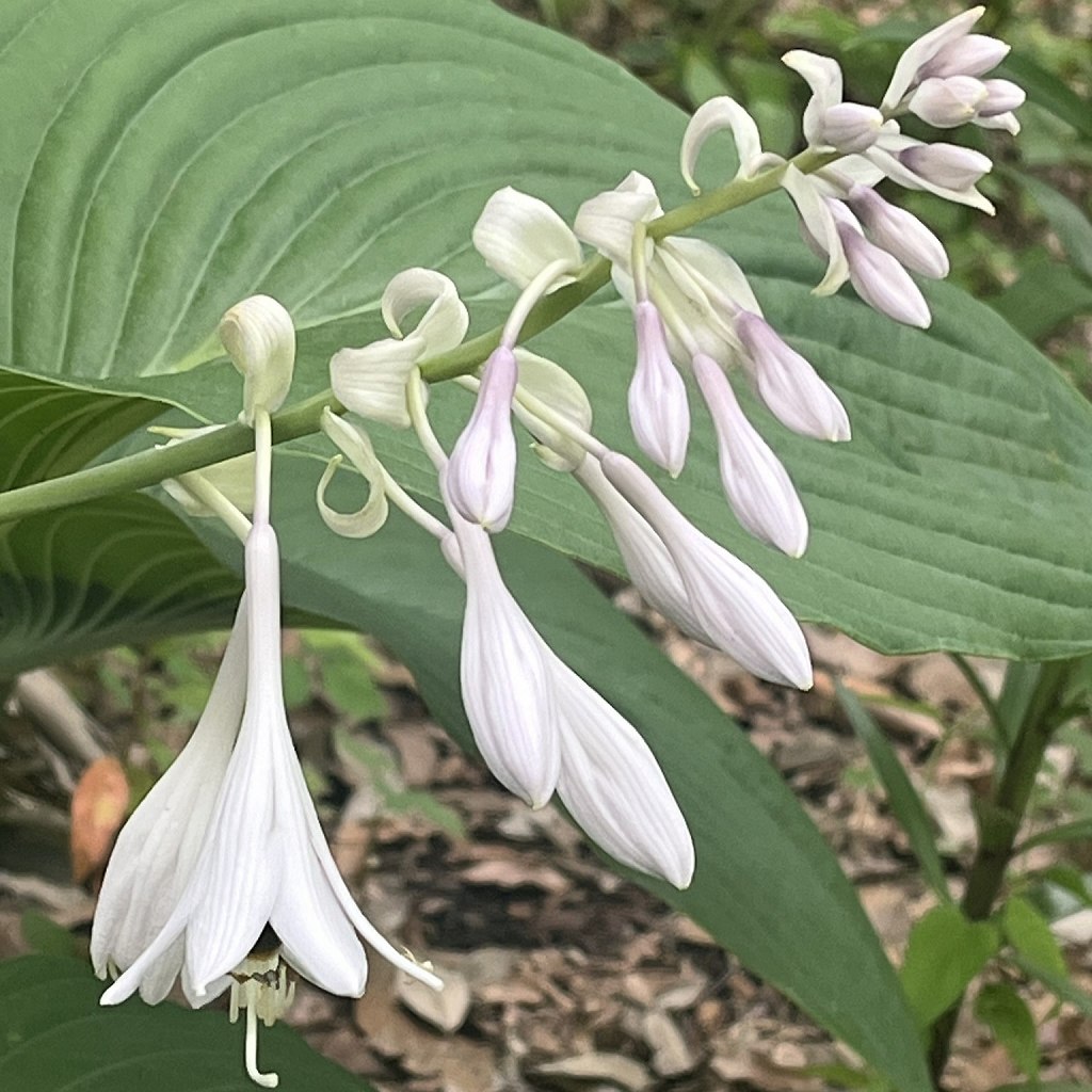 オオバギボウシ：花蕾と花 ／ Hosta sieboldiana - Flower buds and flowers