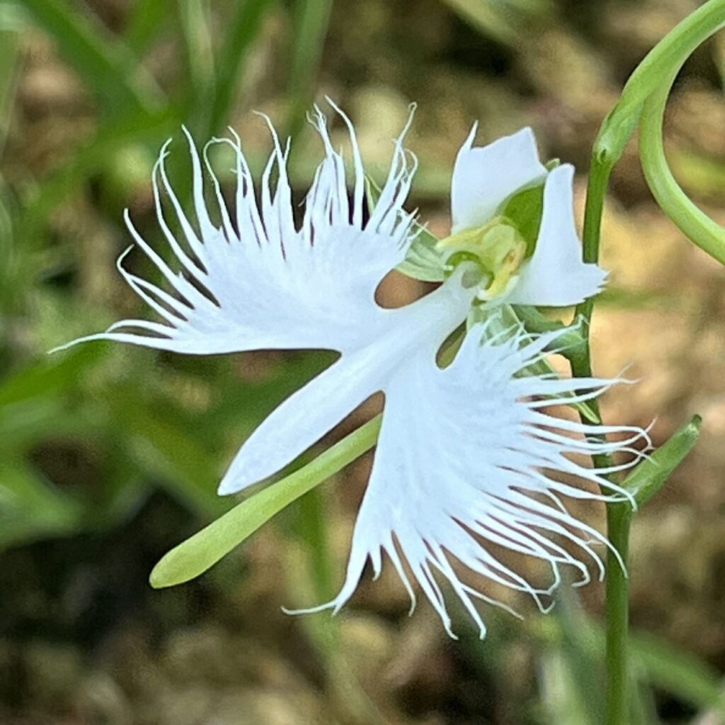 サギソウ：花冠と距 ／ White Egret Flower - Corolla and spur