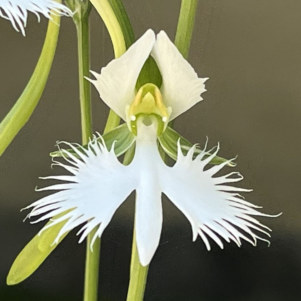 サギソウ：花を正面から ／ White Egret Flower - Flower from the front