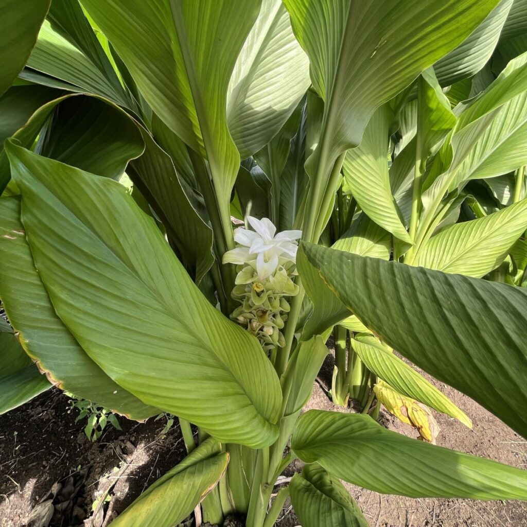 ウコン：葉と花穂 ／ Turmeric - Leaves and inflorescence