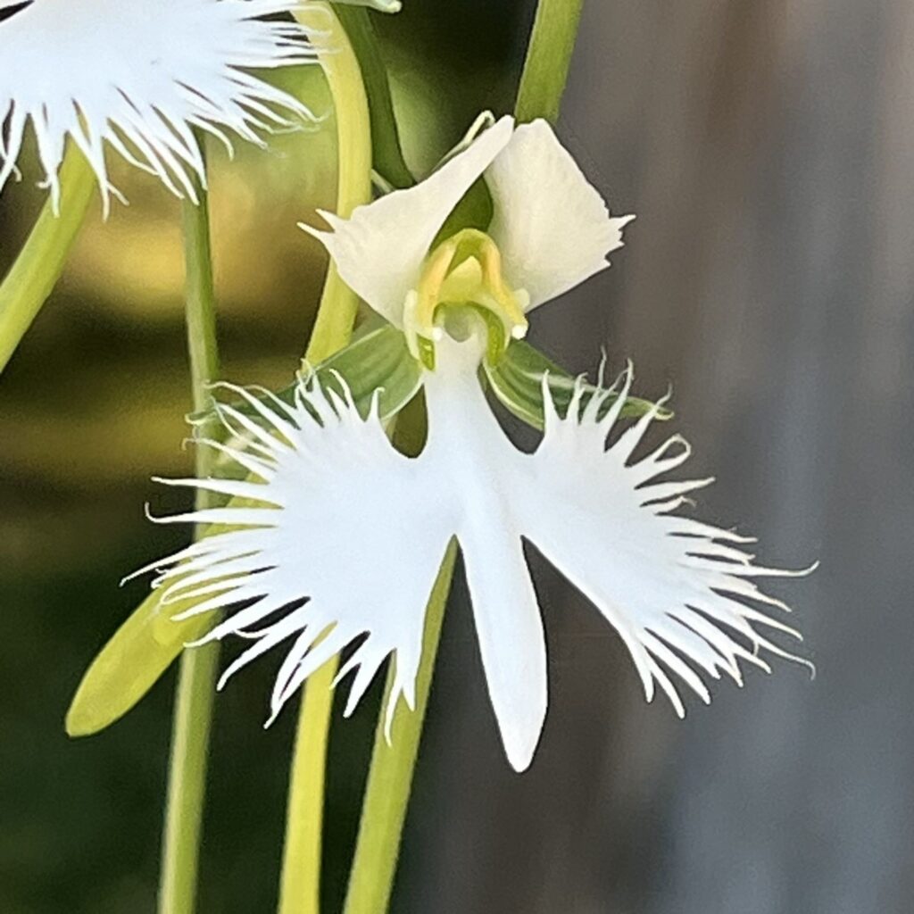 サギソウ：花を斜めから ／ White Egret Flower - Flower from an angle