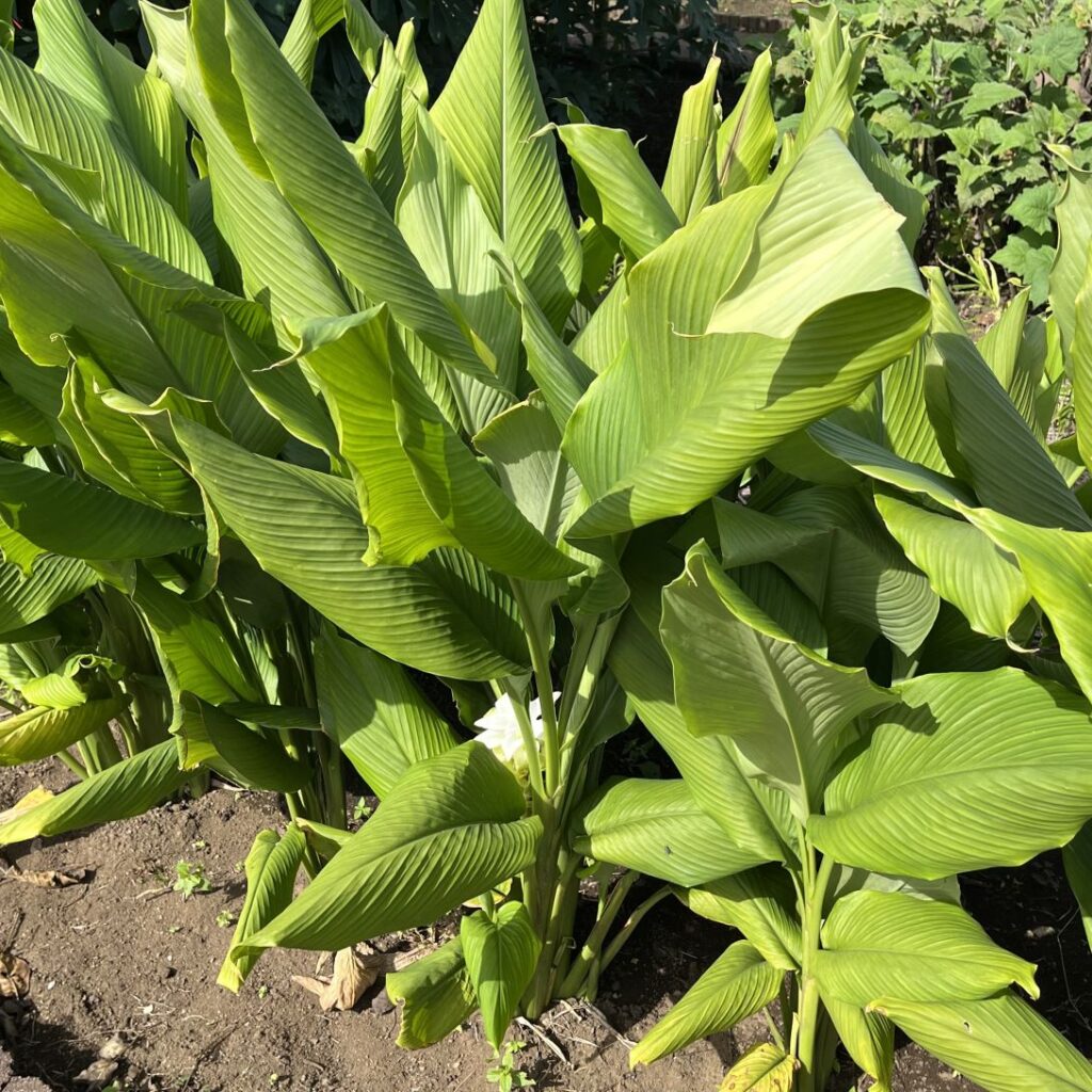 ウコン：全体 ／ Turmeric - Whole plant