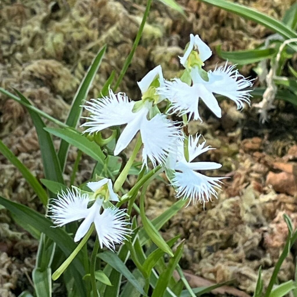 サギソウ：花々 ／ White Egret Flower - Flowers