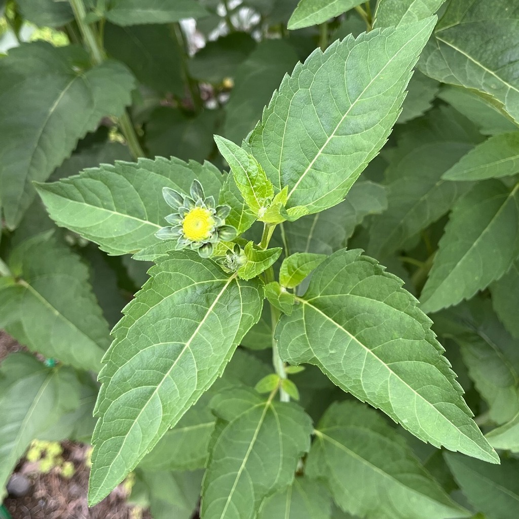 キクイモモドキ：葉と蕾 ／ False Sunflower - Leaves and buds