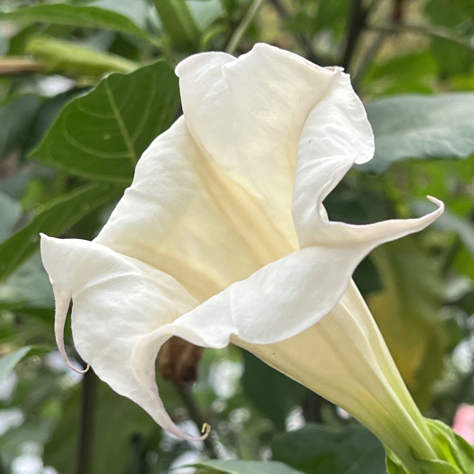 チョウセンアサガオ：花を側面から ／ Indian Thorn Apple - Flowers from the side