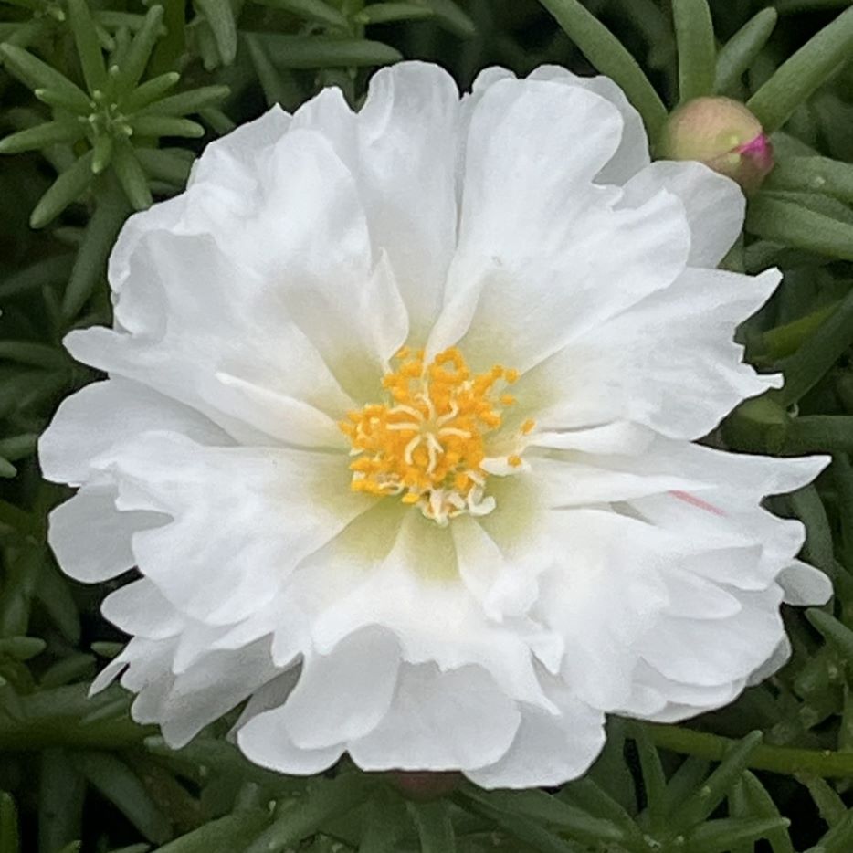 マツバボタン：白色の花 ／ Moss-rose Purslane - White flower