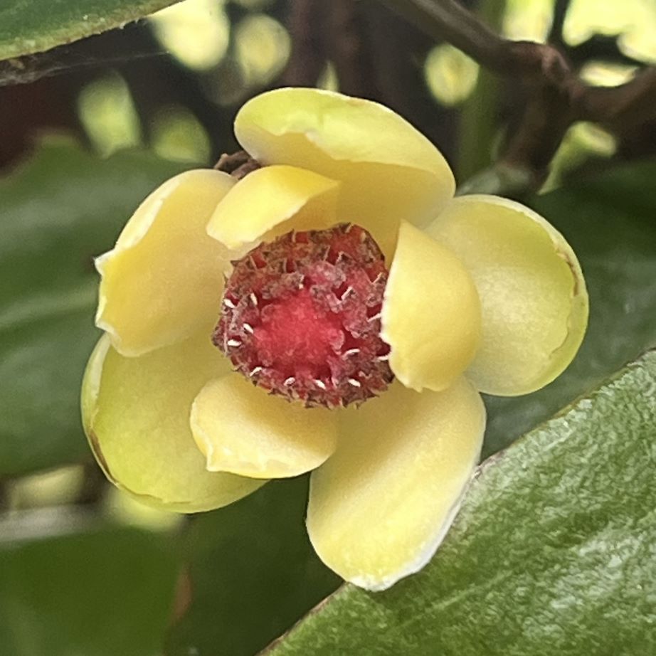 サネカズラ：雄花 ／ Japanese Kadsura - Male flower