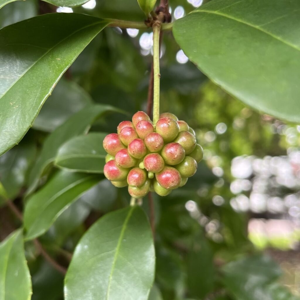 サネカズラ：未熟果 ／ Japanese Kadsura - Immature fruit