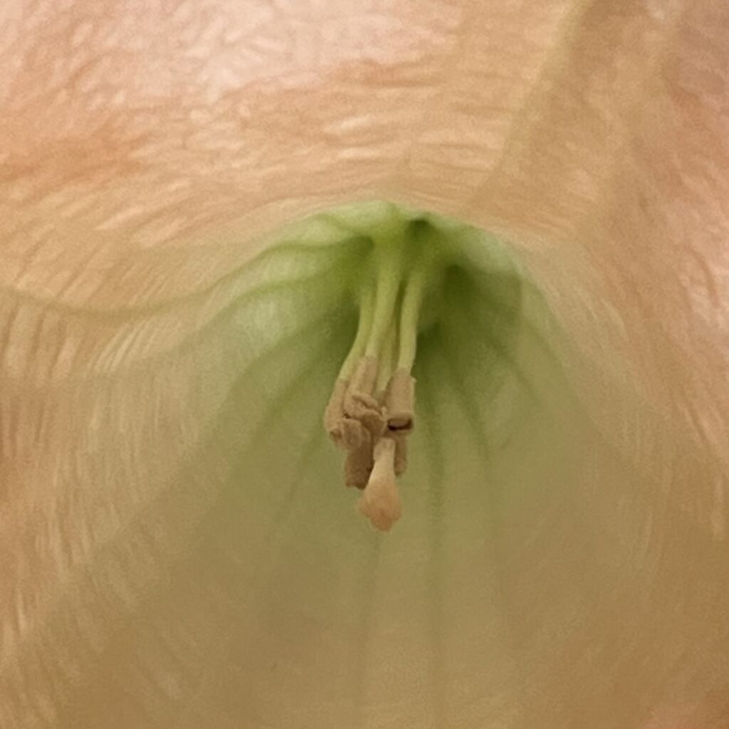 キダチチョウセンアサガオ：ウェルシコロル種の花を近くから ／ Angel's Trumpet - versicolor flower from up close