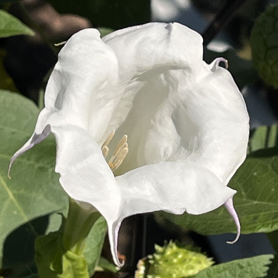 チョウセンアサガオ：花を斜めから ／ Indian Thorn Apple - Flower from an angle