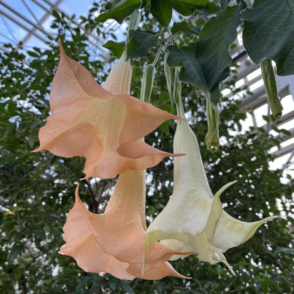 キダチチョウセンアサガオ：ウェルシコロル種の花を斜めから ／ Angel's Trumpet - versicolor flowers from an angle