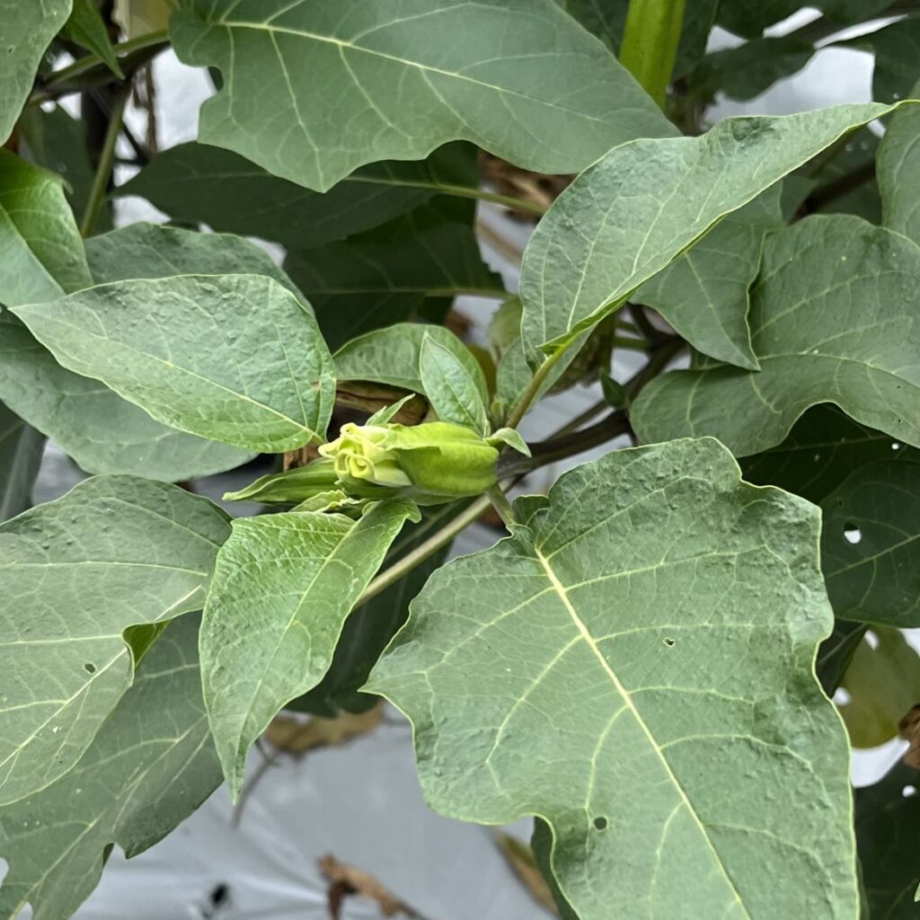 チョウセンアサガオ：蕾と葉 ／ Indian Thorn Apple - Bud and leaves