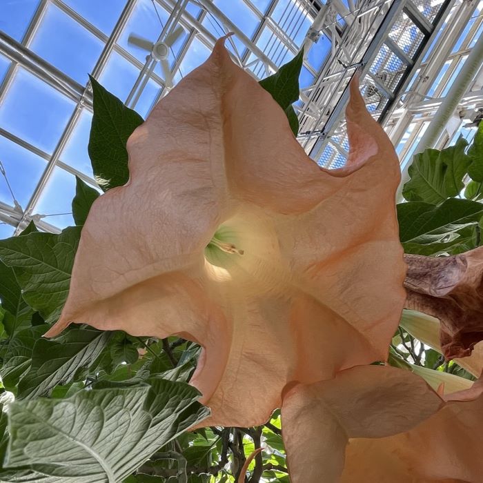 キダチチョウセンアサガオ：ウェルシコロル種の花を下から ／ Angel's Trumpet - versicolor flower from below