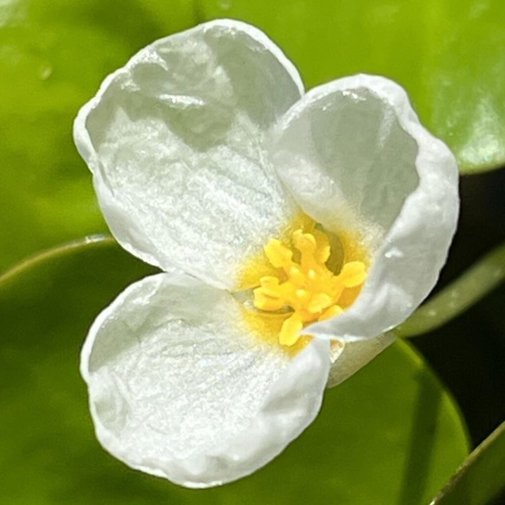 トチカガミ：花を斜めから ／ Frogbit - Flower from an angle