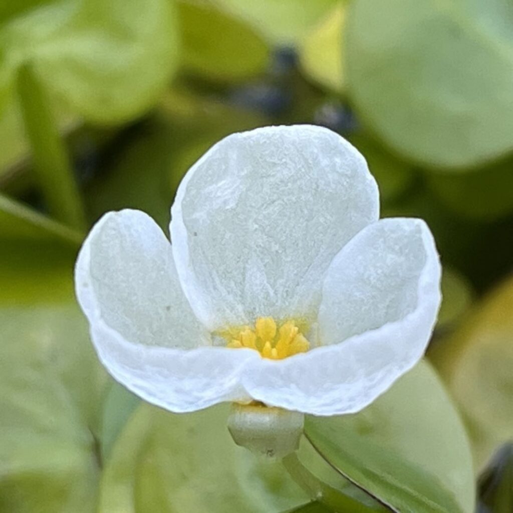 トチカガミ：花を側面から ／ Frogbit - Flower from the side