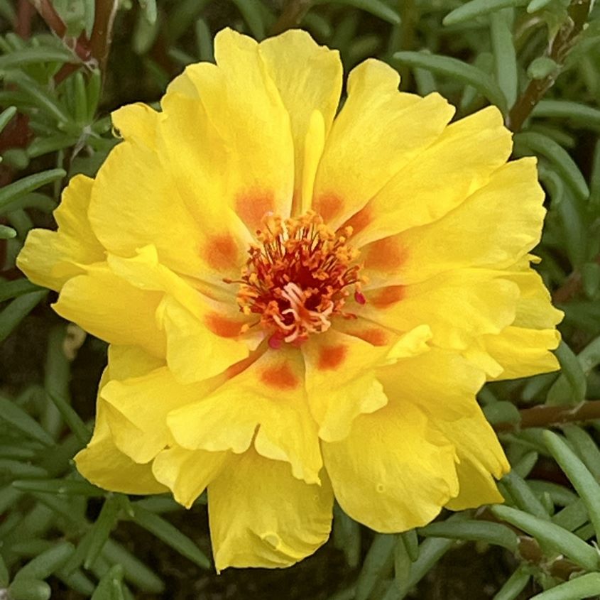 マツバボタン：黄色の花 ／ Moss-rose Purslane - Yellow flower