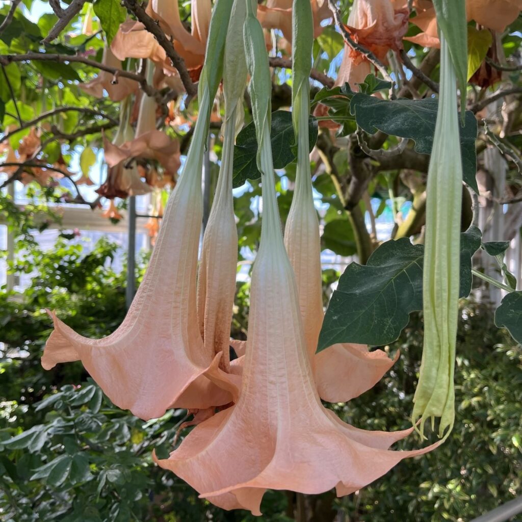 キダチチョウセンアサガオ：ウェルシコロル種の花を横から ／ Angel's Trumpet - versicolor flowers from the side