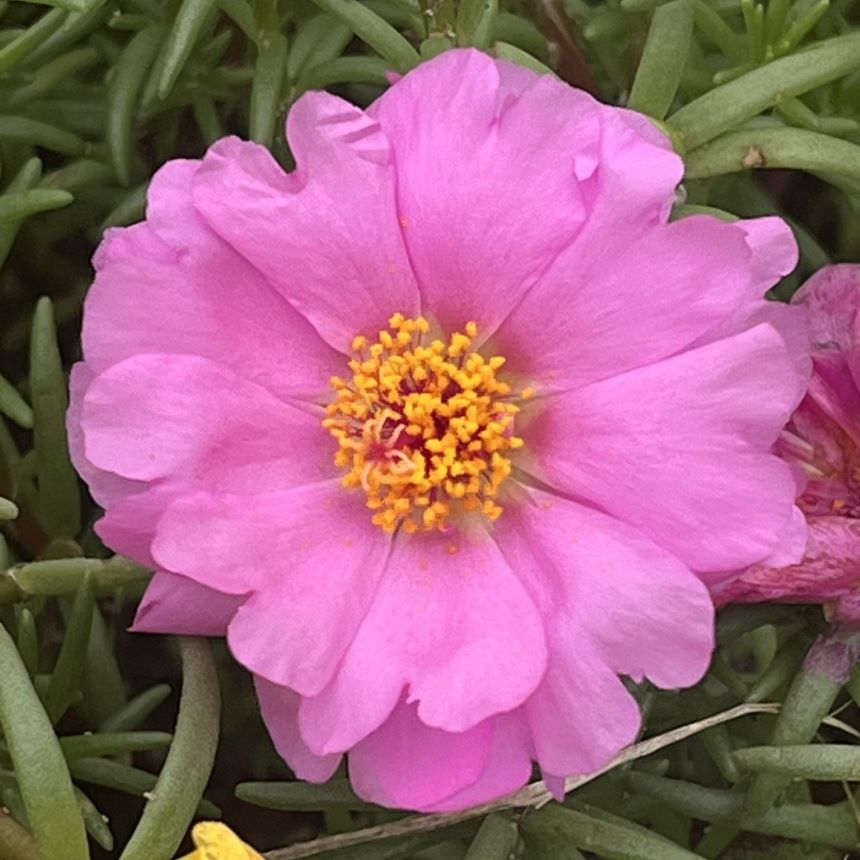 マツバボタン：桃色の花 ／ Moss-rose Purslane - Pink flower