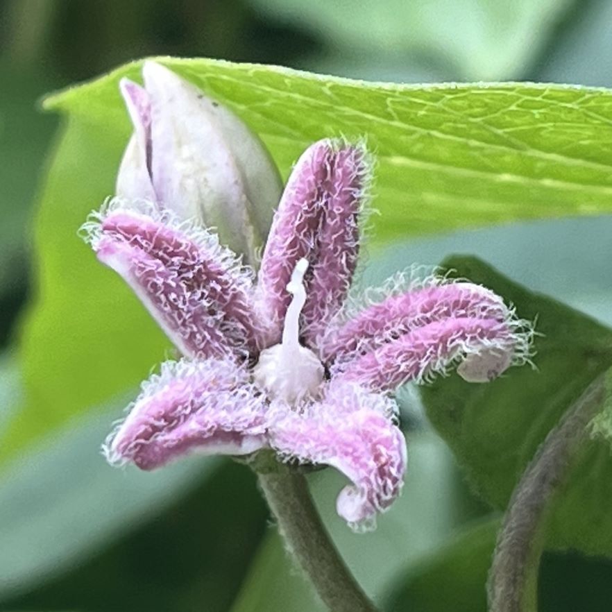 ガガイモ：桃色の花を斜めから ／ Rough Potato - Pink flower from an angle