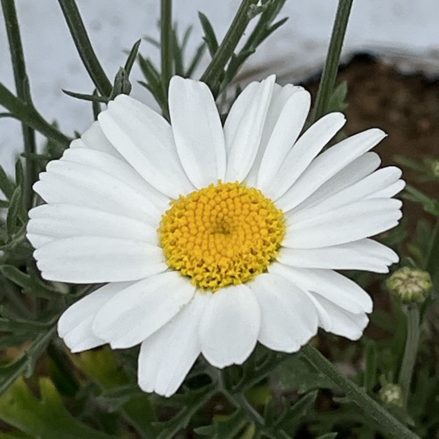 シロバナムシヨケギク：初夏の花を斜めから ／ Dalmatian Chrysanthemum - Early summer flower from an angle