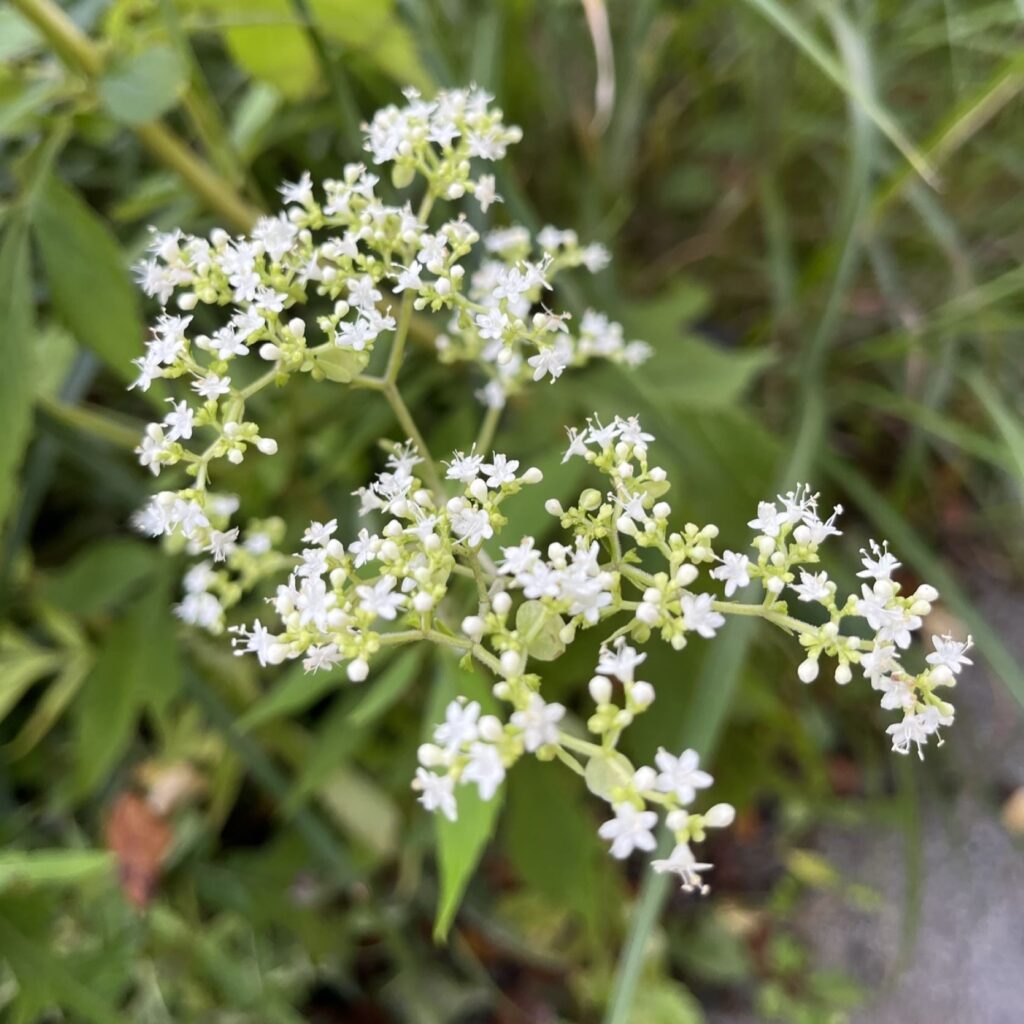 オトコエシ：花 ／ White Patrinia - Flowers