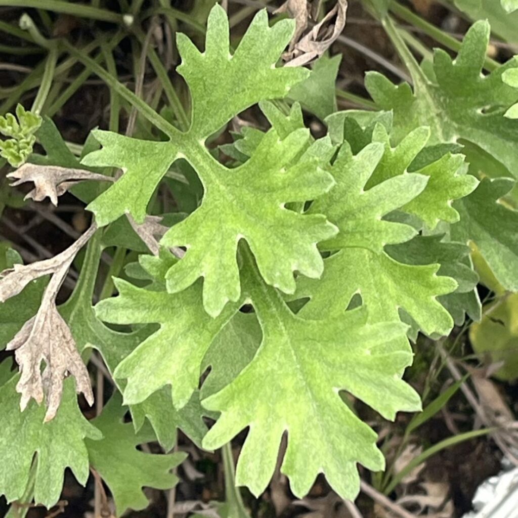 シロバナムシヨケギク：葉 ／ Dalmatian Chrysanthemum - Leaves