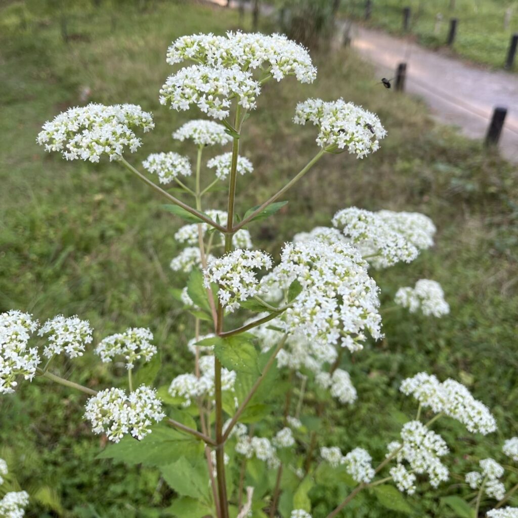 オトコエシ：花序 ／ White Patrinia - Inflorescence