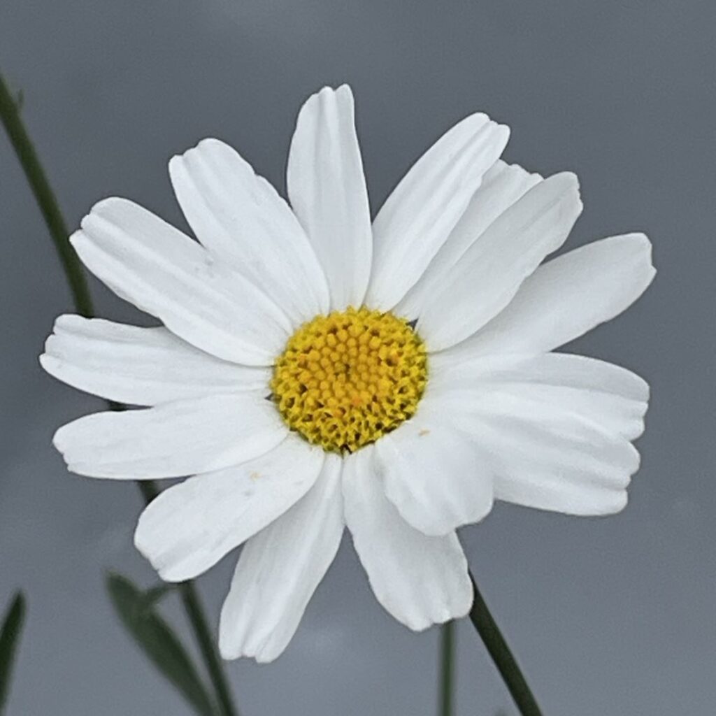 シロバナムシヨケギク：初冬の花を斜めから ／ Dalmatian Chrysanthemum - Early winter flower from an angle