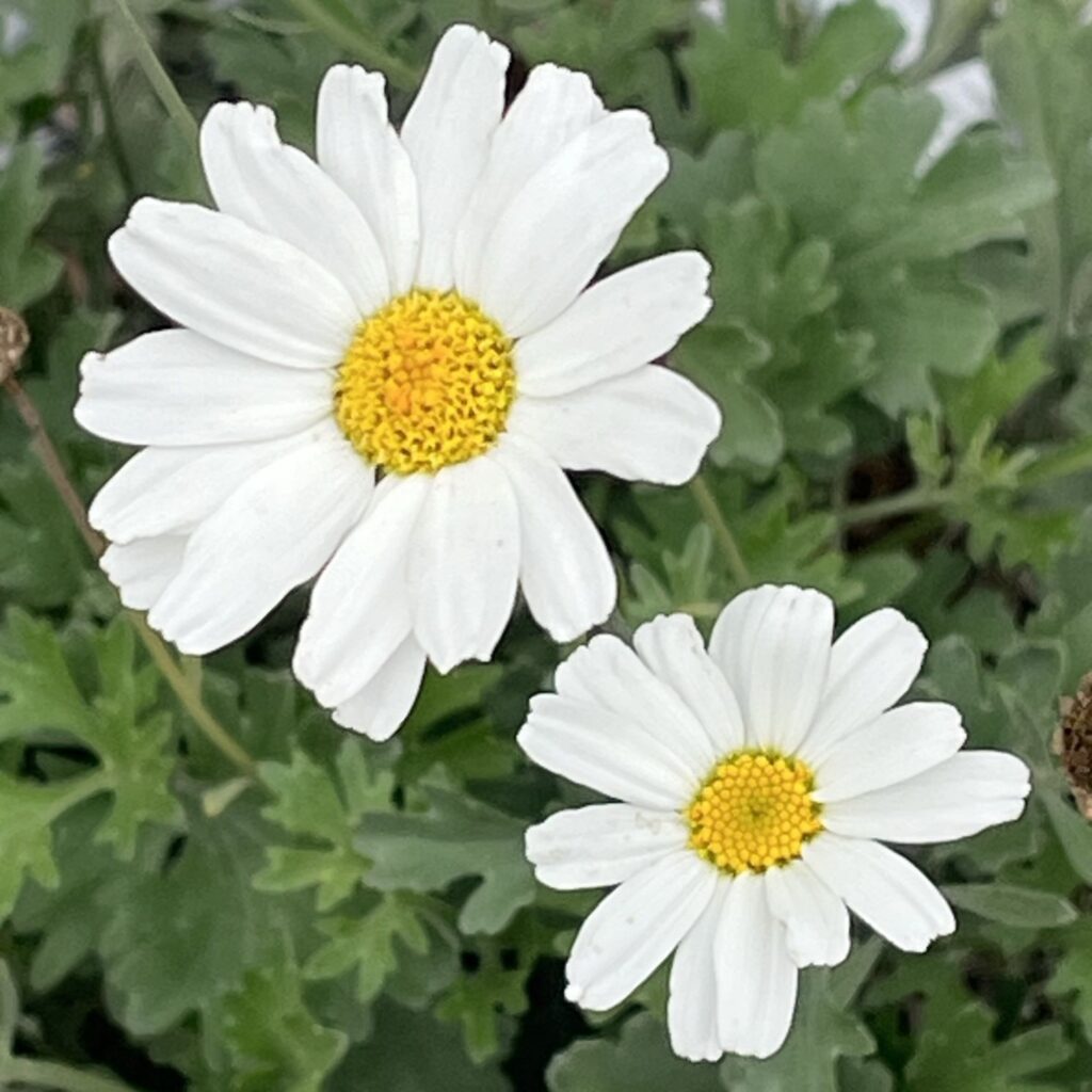 シロバナムシヨケギク：初冬の花が２輪 ／ Dalmatian Chrysanthemum - Two early winter flowers