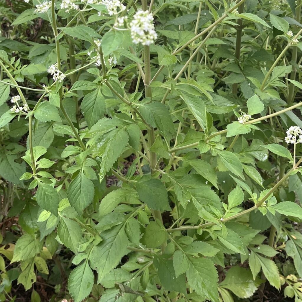 オトコエシ：茎と葉 ／ White Patrinia - Stems and leaves