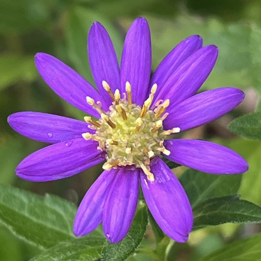 ノコンギク：青紫色の花を正面から ／ Wild Chrysanthemum - Violet flower from the front