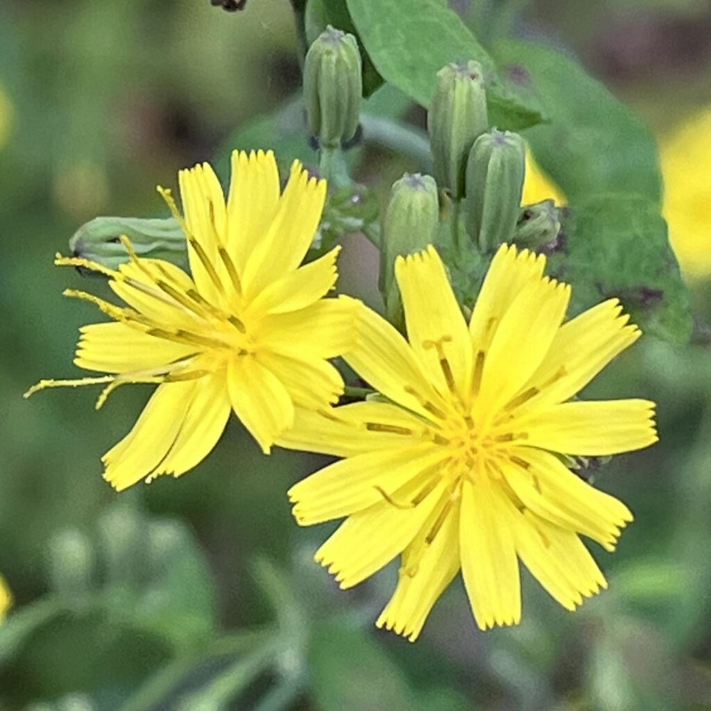 ヤクシソウ：２輪の花 ／ Crepidiastrum denticulatum - Two flowers