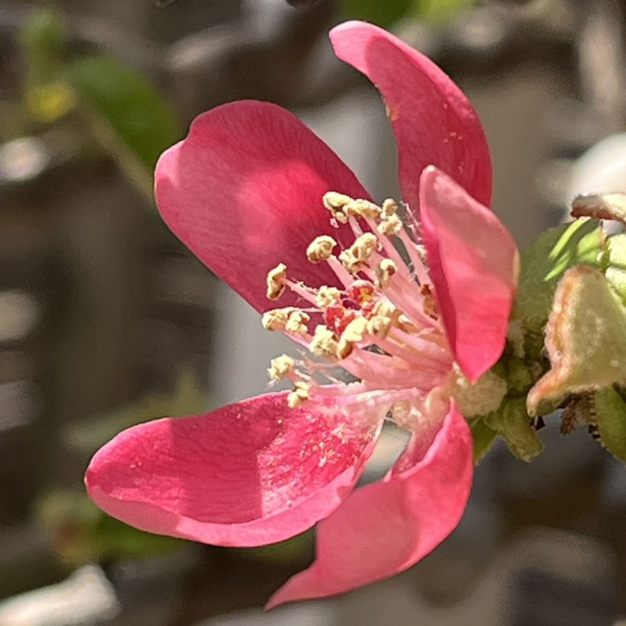 カリン：花を横から ／ Chinese Quince - Flower from the side